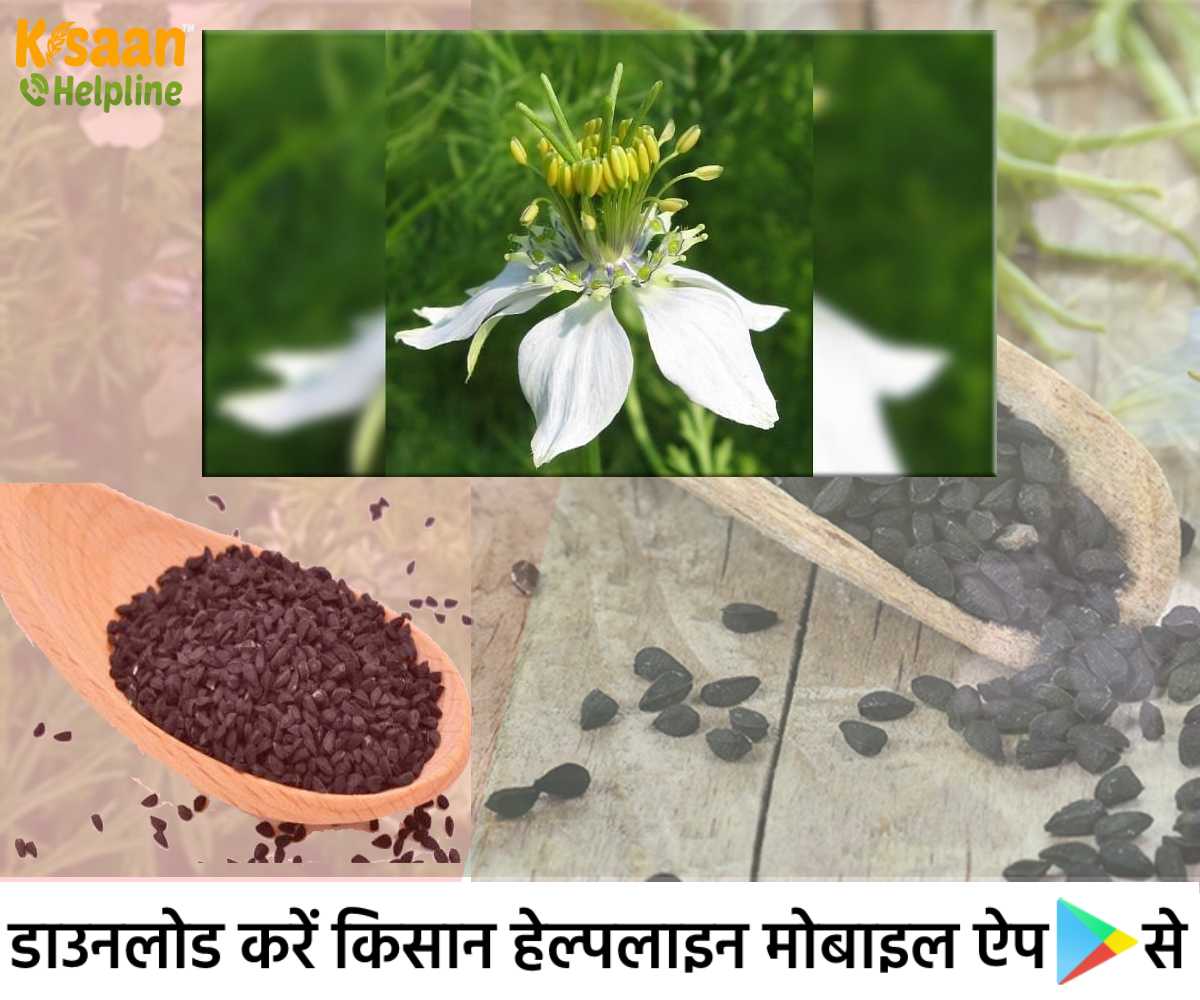 कलौंजी की खेती: जानिए कलौंजी की फसल में सिंचाई प्रबंधन, रोग एवं कीट के रोकथाम और खरपतवार नियंत्रण संबंधित विशेष सलाह