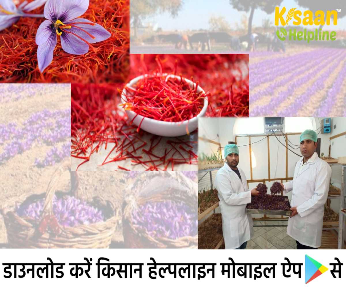 अपने घर के एक दस गज के कमरे में केसर की खेती ही उगा डाली और कमाए लाखों रूपये, आइये जानते है दो सफल युवा किसानों की कहानी अपने घर के एक दस गज के कमरे में केसर की खेती ही उगा डाली और कमाए लाखों रूपये, आइये जानते है दो सफल युवा किसानों की कहानी