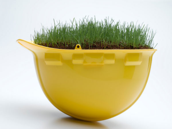 क्या है मक्खन घास, यह घास बढ़ा देगी पशुओं के दूध की मात्रा क्या है मक्खन घास, यह घास बढ़ा देगी पशुओं के दूध की मात्रा