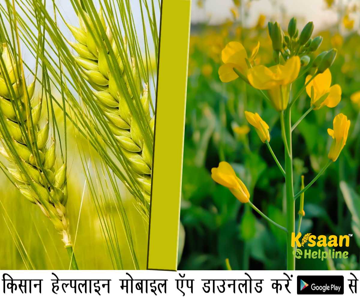 सरसों की बुवाई 22% बढ़ी, इस रबी सीजन में गेहूं थोड़ा कम : कृषि मंत्रालय सरसों की बुवाई 22% बढ़ी, इस रबी सीजन में गेहूं थोड़ा कम : कृषि मंत्रालय