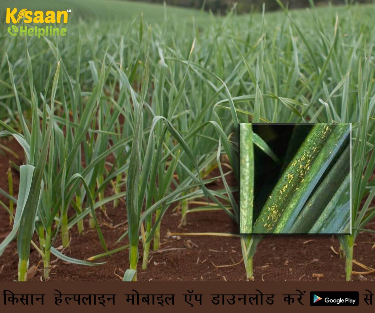 थ्रिप्स किट का प्रकोप देसी लहसुन पर, जानिए कैसे करें थ्रिप्स किट से बचाव