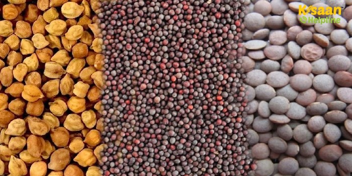 एमएसपी पर चना, सरसों और मसूर की फसल बेचने के लिए 10 मार्च तक करा सकते है पंजीयन  एमएसपी पर चना, सरसों और मसूर की फसल बेचने के लिए 10 मार्च तक करा सकते है पंजीयन