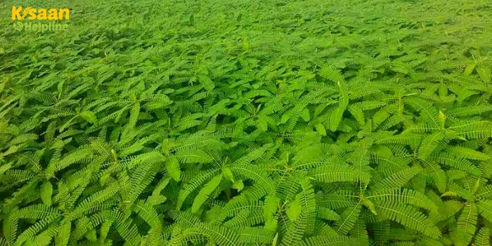 हरी खाद के लिए ढैचा, सेनाई आदि की बुआई कर सकते है इस सप्ताह, जानें कृषी विशेषज्ञों द्वारा जारी की गई कृषि सलाह हरी खाद के लिए ढैचा, सेनाई आदि की बुआई कर सकते है इस सप्ताह, जानें कृषी विशेषज्ञों द्वारा जारी की गई कृषि सलाह