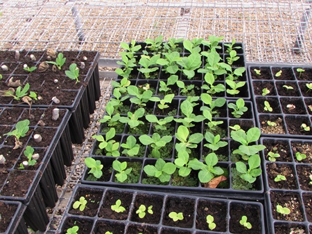 दस लाख पेड़-पौधों से धरा को करेंगे हरी-भरी दस लाख पेड़-पौधों से धरा को करेंगे हरी-भरी