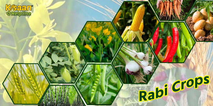 जानिए रबी फसलों के अंतर्गत आने वाली प्रमुख फसलें जानिए रबी फसलों के अंतर्गत आने वाली प्रमुख फसलें