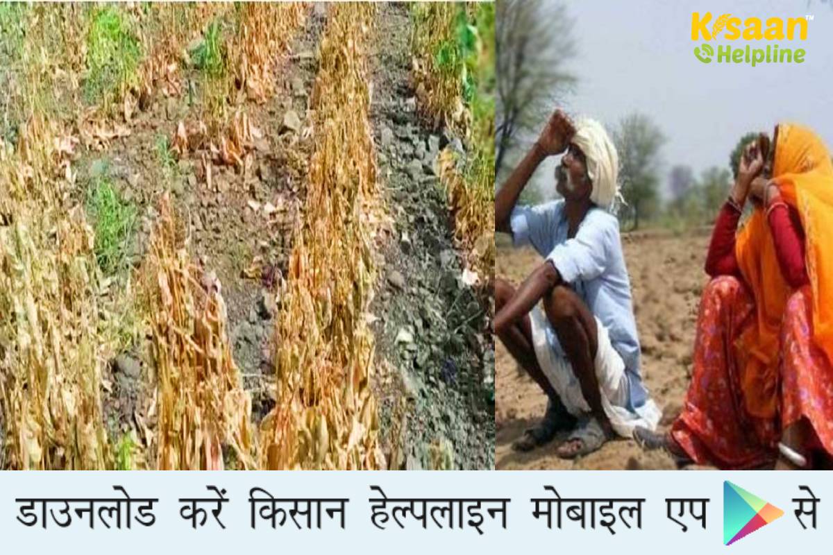 राजस्थान के कई जिलों में कम बारिश से फसलों के भारी नुकसान के आंकलन हेतु सर्वे, फसल बीमा योजना के तहत किसानों को जल्द दिया जाये मुआवजा राजस्थान के कई जिलों में कम बारिश से फसलों के भारी नुकसान के आंकलन हेतु सर्वे, फसल बीमा योजना के तहत किसानों को जल्द दिया जाये मुआवजा