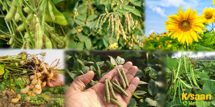 खरीफ फसलों की अच्छी उपज के लिए सितम्बर माह में करे ये महत्वपूर्ण कृषि कार्य खरीफ फसलों की अच्छी उपज के लिए सितम्बर माह में करे ये महत्वपूर्ण कृषि कार्य