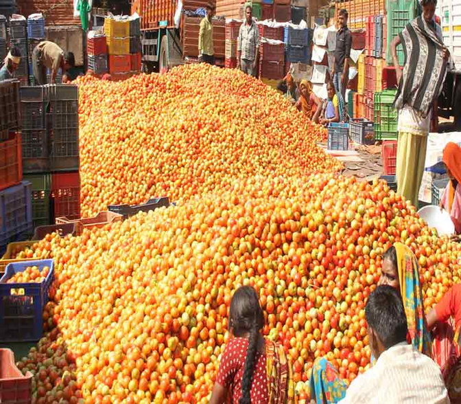 सही दाम नहीं मिले तो किसानों ने टमाटर फेंका सड़क पर सही दाम नहीं मिले तो किसानों ने टमाटर फेंका सड़क पर