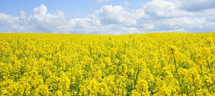 आइये जानते है कि अक्टूबर माह में किसान कौन -सा कृषि कार्य करें आइये जानते है कि अक्टूबर माह में किसान कौन -सा कृषि कार्य करें