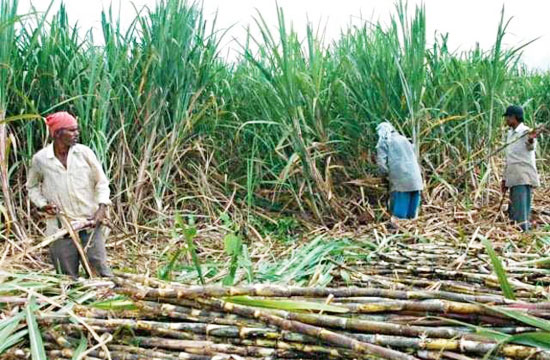 चीनी उत्पादन अक्टूबर-नवंबर में 42.9 लाख टन के दो गुना से अधिक हो गया