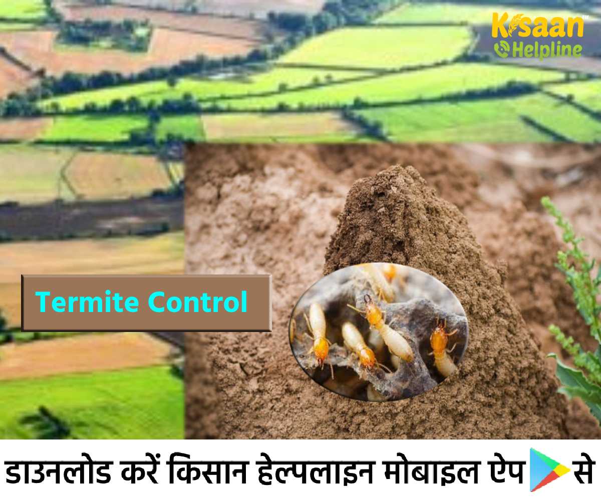 Termites Control: खेत और बगीचे में दीमक से फसल की सुरक्षा, जानिए दीमक को नियंत्रित करने के तरीके Termites Control: खेत और बगीचे में दीमक से फसल की सुरक्षा, जानिए दीमक को नियंत्रित करने के तरीके