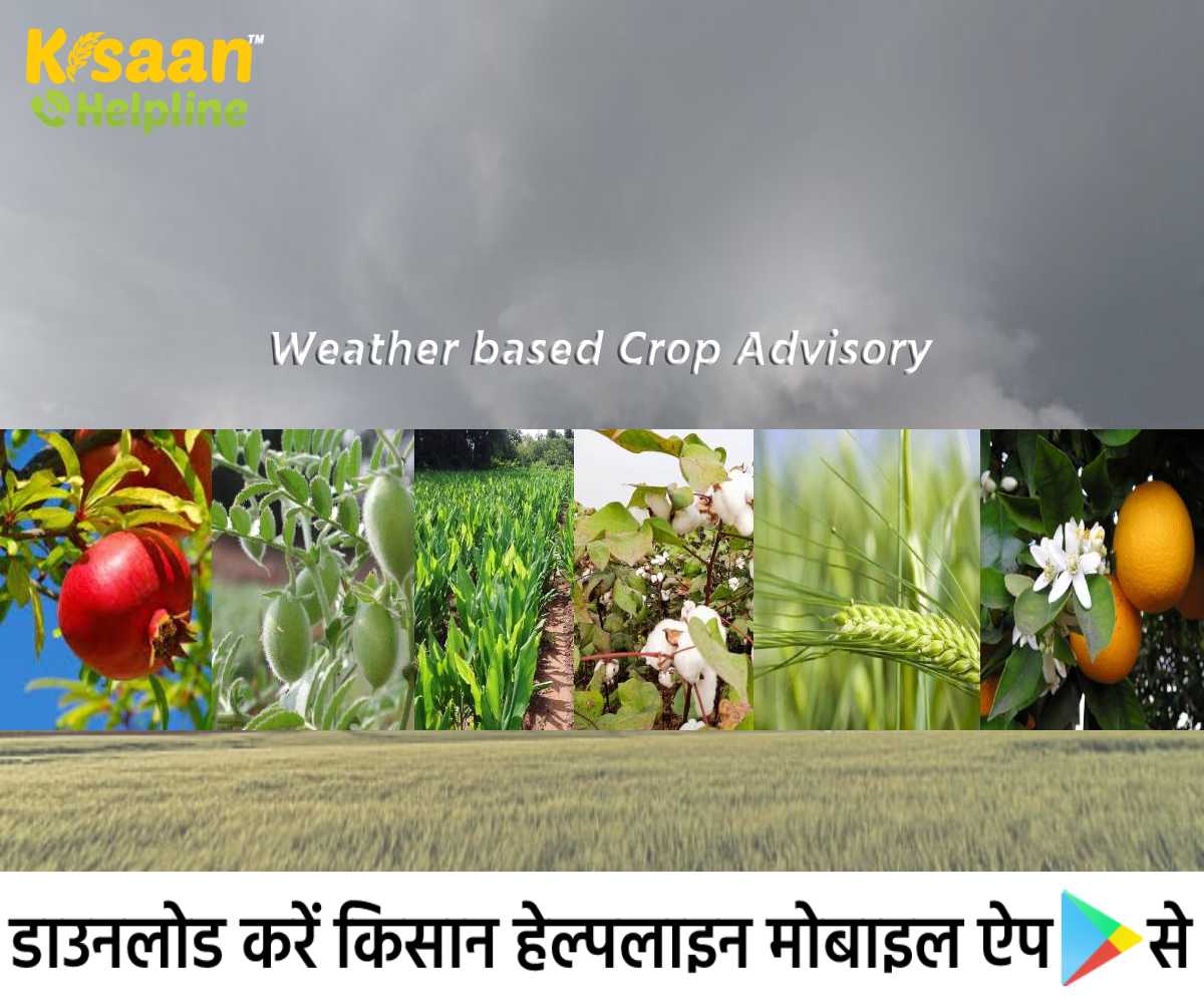ख़राब मौसम के कारण फसलों को हानि, ICAR ने जारी की मौसम आधारित फसल सलाह ख़राब मौसम के कारण फसलों को हानि, ICAR ने जारी की मौसम आधारित फसल सलाह