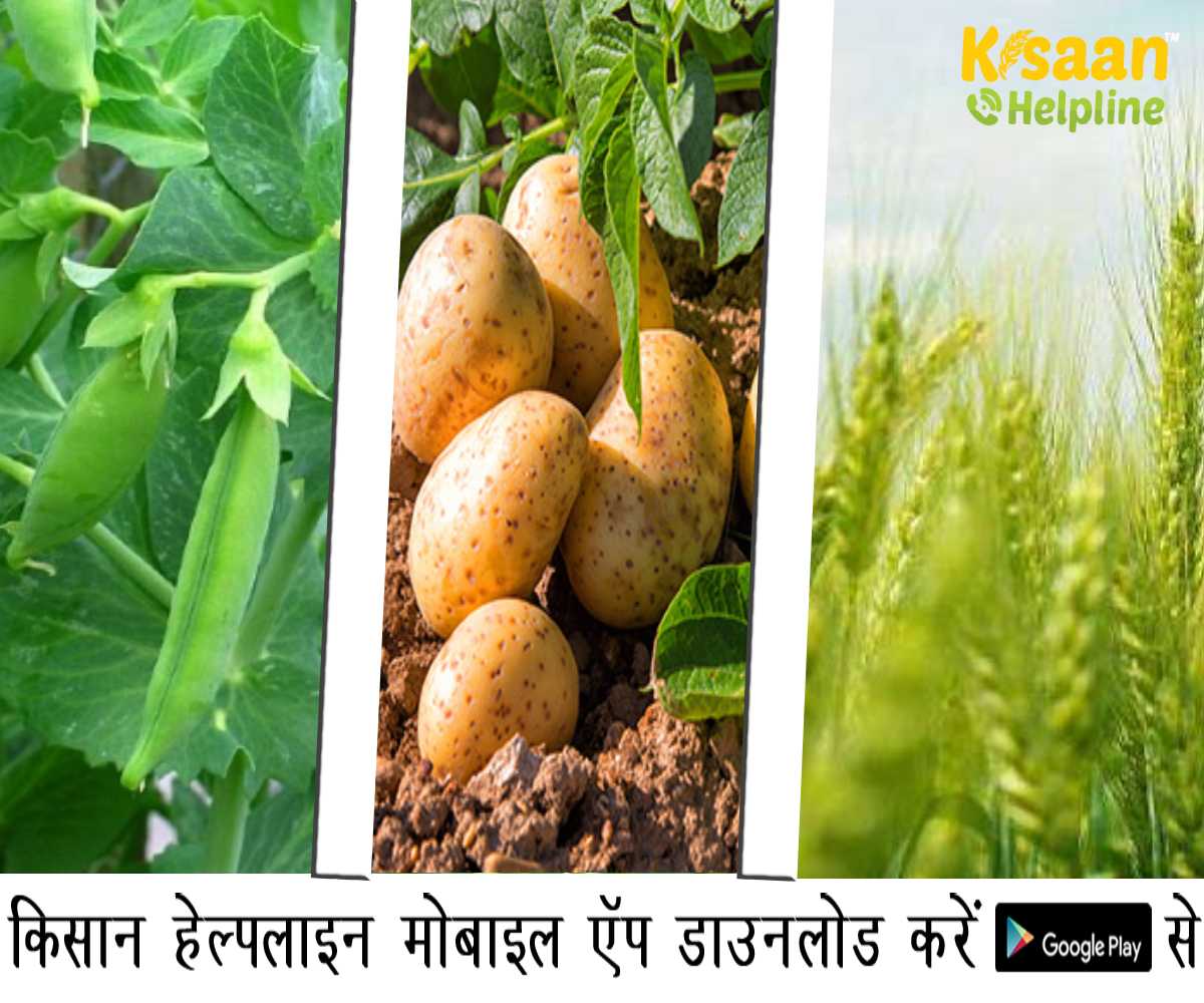 आलू और मटर की फसल को ऐसे बचाएं कोहरे से, गेहूं की फसल के लिए है यह मौसम बेहतर, ध्यान दे किसान भाई