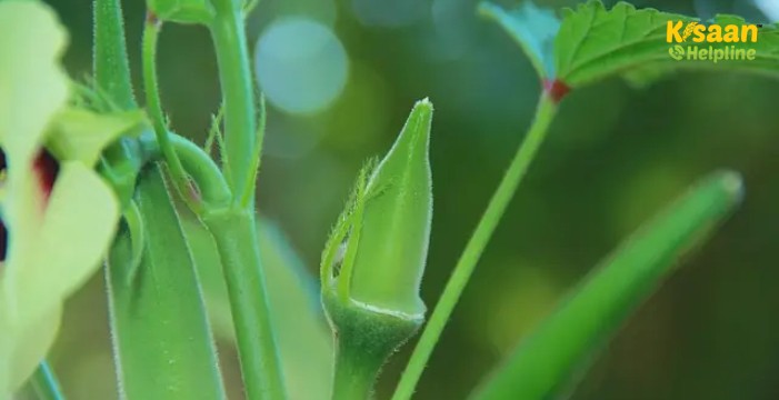 भिंडी की खेती : किसान भाई अगेती भिंडी की खेती करके कमा सकते है अच्छा खासा मुनाफा