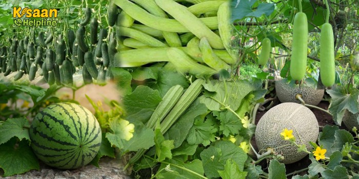 गर्मी के मौसम में फसलों को हानिकारक रोग एवं कीटों से बचाव के उपाय गर्मी के मौसम में फसलों को हानिकारक रोग एवं कीटों से बचाव के उपाय