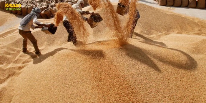 समर्थन मूल्य पर गेहूं खरीदी : बारिश और ओलावृष्टि में फीकी पड़ी गेहूं की चमक, उसे भी MSP पर खरीदेगी सरकार समर्थन मूल्य पर गेहूं खरीदी : बारिश और ओलावृष्टि में फीकी पड़ी गेहूं की चमक, उसे भी MSP पर खरीदेगी सरकार