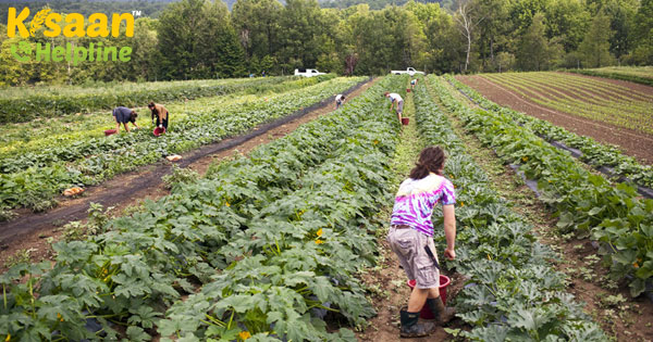 कृषि क्रांति किसानों को कार्बन उत्सर्जन कम करने के लिए प्रोत्साहित करती है कृषि क्रांति किसानों को कार्बन उत्सर्जन कम करने के लिए प्रोत्साहित करती है