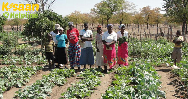 जलवायु-स्मार्ट प्रथाओं से जिम्बाब्वे में किसानों को सूखे का सामना करने में मदद मिलती है जलवायु-स्मार्ट प्रथाओं से जिम्बाब्वे में किसानों को सूखे का सामना करने में मदद मिलती है