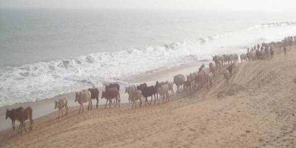 ओडिशा के समुंदर के किनारे के गांवों में लवणता ने दुग्ध उत्पादन को प्रभावित की