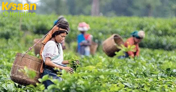 कांगड़ा चाय की खेती और बाजार विश्लेषण विस्तार से कांगड़ा चाय की खेती और बाजार विश्लेषण विस्तार से