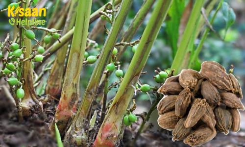 बड़ी इलायची की व्यावसायिक खेती, जानिए औषधीय गुण एवं उत्पादन क्षमता के बारे में