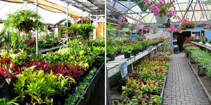 पौधे की नर्सरी कमाई का एक बहुत ही अच्छा और बेहतर विकल्प पौधे की नर्सरी कमाई का एक बहुत ही अच्छा और बेहतर विकल्प