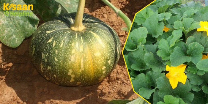 कद्दू की उन्नत खेती, जानिए उन्नत किस्में, बुवाई का उचित समय और पैदावार के बारे में 