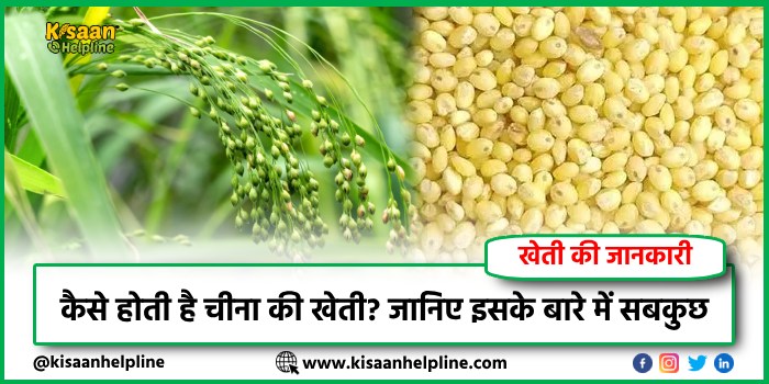 Proso Millet Farming : कैसे होती है चीना की खेती? जानिए इसके बारे में सबकुछ