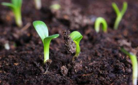 अपने खेत में खाद उपयोग के बारे में जानें अपने खेत में खाद उपयोग के बारे में जानें