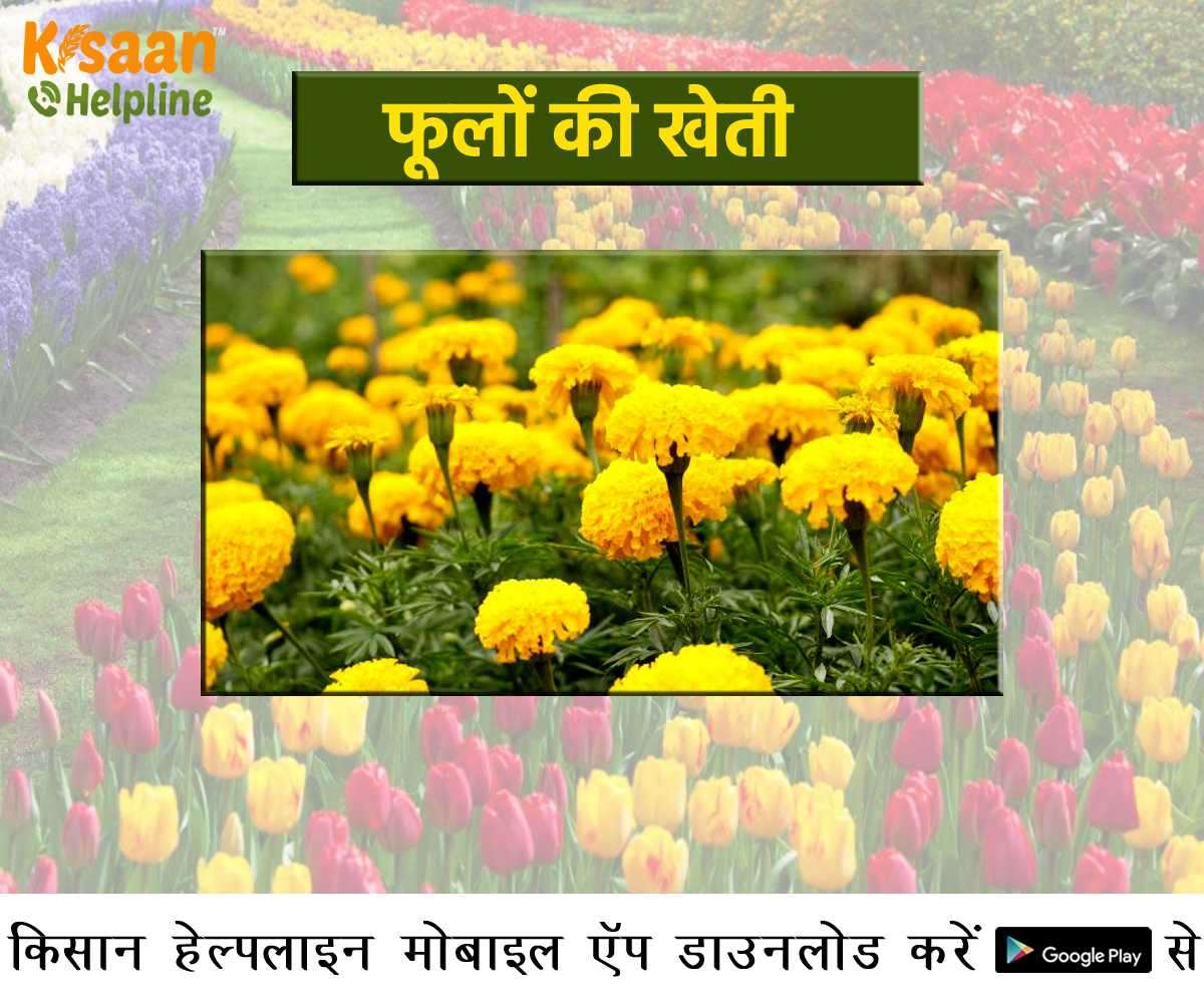 केंद्रीय कृषि मंत्री ने दी सलाह, किसान आय बढ़ाने के लिए करें फूलों की खेती केंद्रीय कृषि मंत्री ने दी सलाह, किसान आय बढ़ाने के लिए करें फूलों की खेती