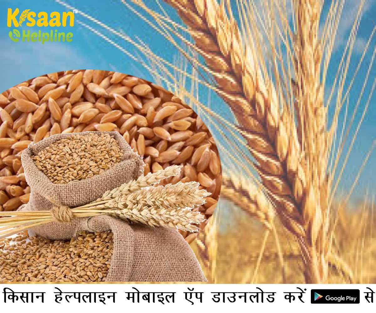 मध्य प्रदेश सरकार ने अधिकारियों को दिए निर्देश, बढ़ाएं शरबती गेहूं का रकबा मध्य प्रदेश सरकार ने अधिकारियों को दिए निर्देश, बढ़ाएं शरबती गेहूं का रकबा