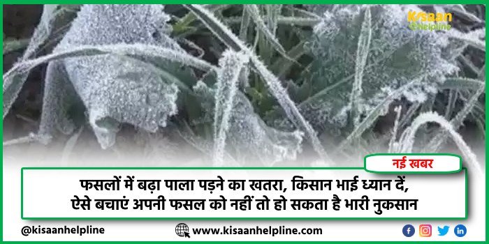 फसलों में बढ़ा पाला पड़ने का खतरा, किसान भाई ध्यान दें, ऐसे बचाएं अपनी फसल को नहीं तो हो सकता है भारी नुकसान