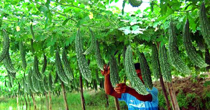 करेले की खेती देगी आपको 60 हजार रुपये प्रति एकड़ करेले की खेती देगी आपको 60 हजार रुपये प्रति एकड़