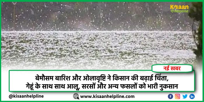 बेमौसम बारिश और ओलावृष्टि ने किसान की बढ़ाई चिंता, गेहूं के साथ साथ आलू, सरसों और अन्य फसलों को भारी नुकसान बेमौसम बारिश और ओलावृष्टि ने किसान की बढ़ाई चिंता, गेहूं के साथ साथ आलू, सरसों और अन्य फसलों को भारी नुकसान