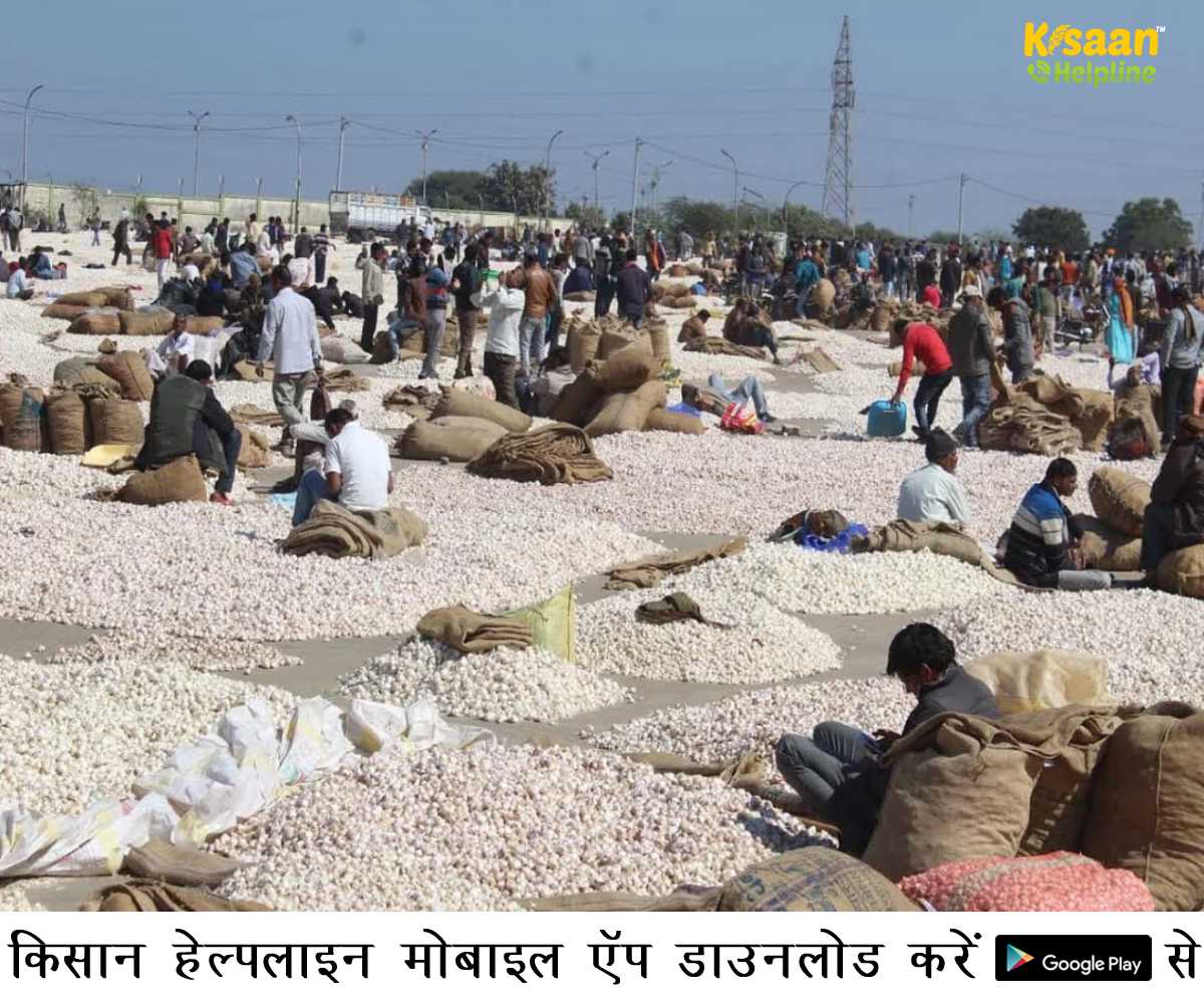 लहसुन के कम दाम से मध्य प्रदेश के किसान हो रहे मायूस लहसुन के कम दाम से मध्य प्रदेश के किसान हो रहे मायूस