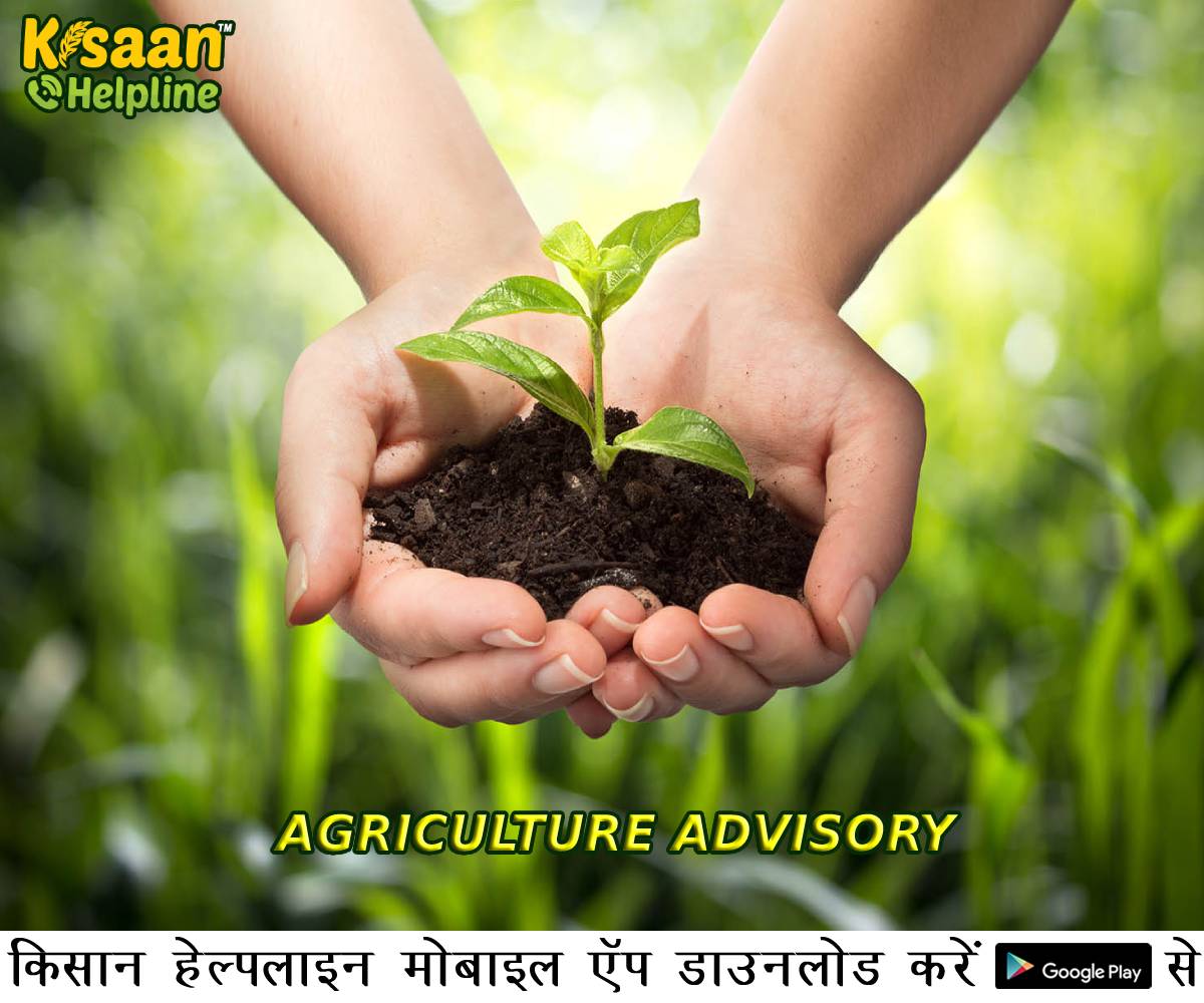 भीषण गर्मी और लू को देखते हुए पूसा के कृषि वैज्ञानिकों की सलाह भीषण गर्मी और लू को देखते हुए पूसा के कृषि वैज्ञानिकों की सलाह