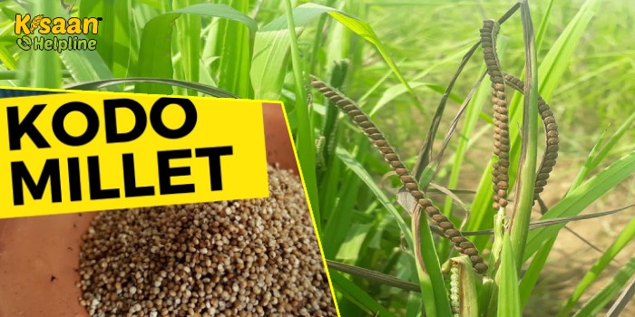कोदो बाजरा की उन्नत खेती : जानिए कोदो बाजरा की खेती से जुड़ी सम्पूर्ण जानकारी
