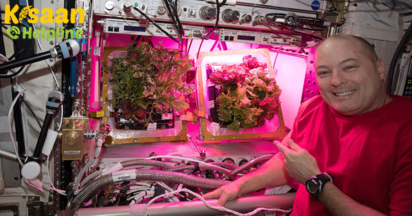 अंतरिक्ष में बड़े पौधे: PONDS जल प्रबंधन प्रौद्योगिकी प्रदान करता है अंतरिक्ष में बड़े पौधे: PONDS जल प्रबंधन प्रौद्योगिकी प्रदान करता है