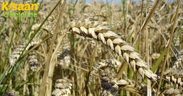 गेहूं का उत्पादन 113 मिलियन टन को पार कर सकता है: स्काईमेट गेहूं का उत्पादन 113 मिलियन टन को पार कर सकता है: स्काईमेट