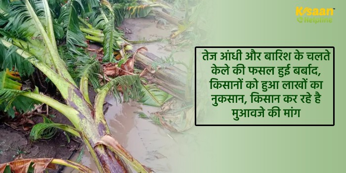तेज आंधी और बारिश के चलते केले की फसल हुई बर्बाद, किसानों को हुआ लाखों का नुकसान, किसान कर रहे है मुआवजे की मांग तेज आंधी और बारिश के चलते केले की फसल हुई बर्बाद, किसानों को हुआ लाखों का नुकसान, किसान कर रहे है मुआवजे की मांग