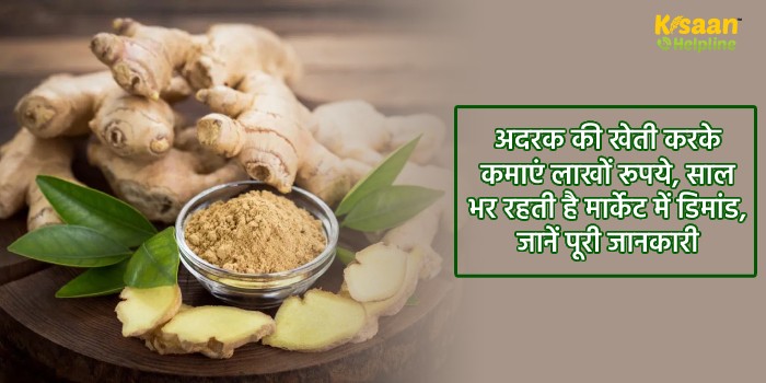 अदरक की खेती करके कमाएं लाखों रूपये, साल भर रहती है मार्केट में डिमांड, जानें पूरी जानकारी