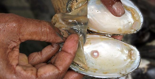 मोती की खेती क्या है, और किस प्रकार इसकी खेती कर सकते है मोती की खेती क्या है, और किस प्रकार इसकी खेती कर सकते है