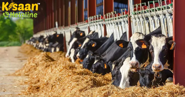 डेढ़ करोड़ डेयरी किसानों के लिए शुरू किया गया किसान क्रेडिट कार्ड अभियान डेढ़ करोड़ डेयरी किसानों के लिए शुरू किया गया किसान क्रेडिट कार्ड अभियान