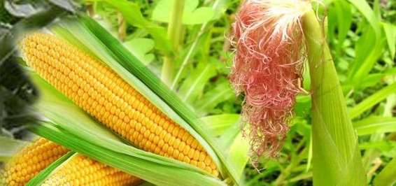 मक्का की खेती में अच्छी उपज चाहते है, तो ये जानकारी जरूर पढ़े