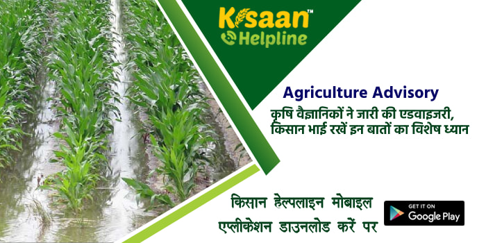 Agriculture Advisory: कृषि वैज्ञानिकों ने जारी की एडवाइजरी, किसान भाई रखें इन बातों का विशेष ध्यान Agriculture Advisory: कृषि वैज्ञानिकों ने जारी की एडवाइजरी, किसान भाई रखें इन बातों का विशेष ध्यान