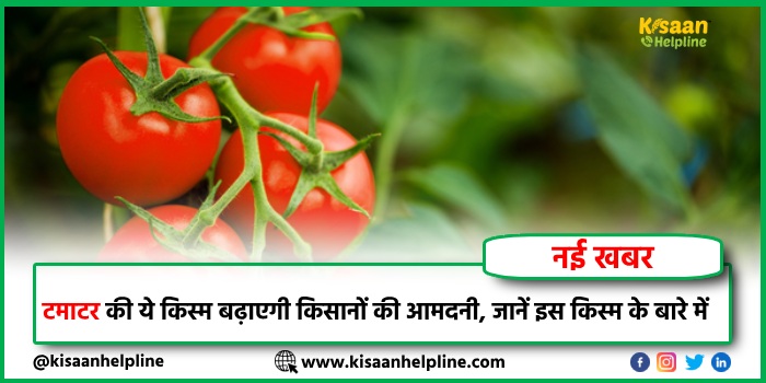 टमाटर की ये किस्म बढ़ाएगी किसानों की आमदनी, जानें इस किस्म के बारे में