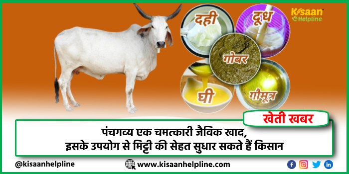 पंचगव्य एक चमत्कारी जैविक खाद, इसके उपयोग से मिट्टी की सेहत सुधार सकते हैं किसान पंचगव्य एक चमत्कारी जैविक खाद, इसके उपयोग से मिट्टी की सेहत सुधार सकते हैं किसान