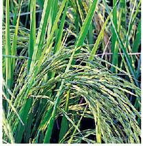 धान की जोरदार उत्पादन की उम्मीद