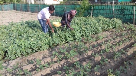 क्या आप जानते है पर्वतीय क्षेत्रों में पोषण वाटिका को ज्यादा महत्व क्यों दिया जाता है? क्या आप जानते है पर्वतीय क्षेत्रों में पोषण वाटिका को ज्यादा महत्व क्यों दिया जाता है?