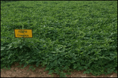 पशु पोषण लोबिया की खेती के लिए कुछ अहम जानकारी और उसके महत्व  पशु पोषण लोबिया की खेती के लिए कुछ अहम जानकारी और उसके महत्व